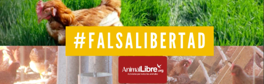 #FalsaLibertad: Denunciamos el maltrato de Ecoterra a miles de gallinas