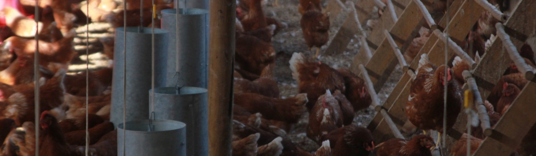 Corte Suprema dicta inédita sentencia contra avícola productora de huevos de “gallinas libres”
