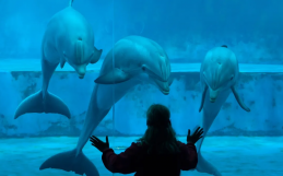 Ataque de delfín en acuario marino es solo una prueba más: los animales no deben vivir en cautiverio