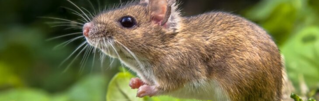 Inglaterra prohibirá el uso de trampas adhesivas para ratas en una gran victoria para la vida silvestre