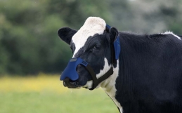 Las mascarillas para vacas que filtran el metano no son una solución a la crisis climática, dejar de comer su carne sí lo es